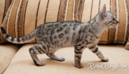 Bengalkatze silber